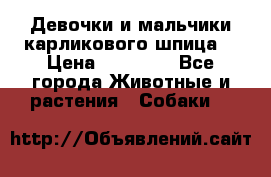 Девочки и мальчики карликового шпица  › Цена ­ 20 000 - Все города Животные и растения » Собаки   